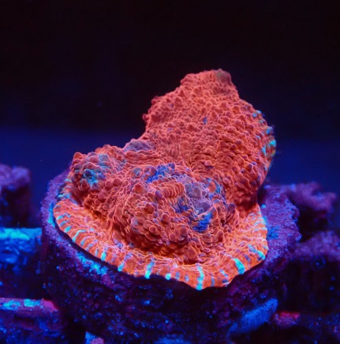 ECHINOPHYLLIA CHALICE RED FRAG #1607079