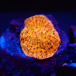 ECHINOPHYLLIA CHALICE FLUO ORANGE FRAG #1607080