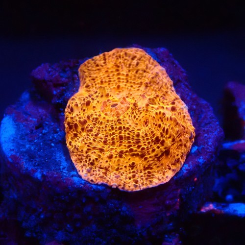ECHINOPHYLLIA CHALICE FLUO ORANGE FRAG #1607080