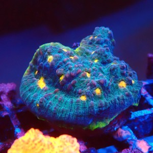 ECHINOPHYLLIA CHALICE WATERMELON FRAG #1607083
