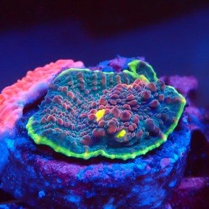 ECHINOPHYLLIA CHALICE WATERMELON FRAG #1607084