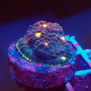 ECHINOPHYLLIA CHALICE WATERMELON FRAG #1607085