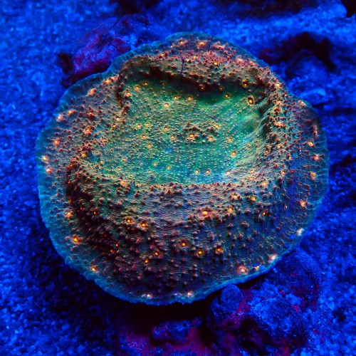 ECHINOPHYLLIA CHALICE ORANGE EYE L [~8CM] #1607086