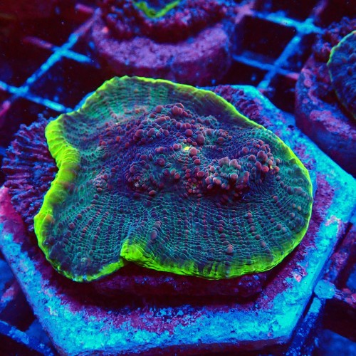 ECHINOPHYLLIA CHALICE WATERMELON M [~5CM] #1607087