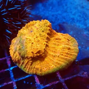 ECHINOPHYLLIA CHALICE ULTRA ORANGE M [~5CM] #1607088