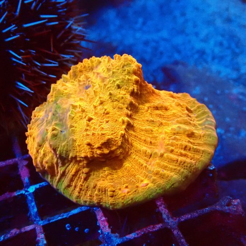 ECHINOPHYLLIA CHALICE ULTRA ORANGE M [~5CM] #1607088