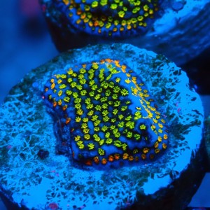 MONTIPORA DANAE RAINBOW GREEN FRAG #1807001