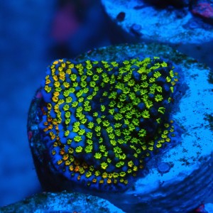 MONTIPORA DANAE RAINBOW GREEN FRAG #1807002