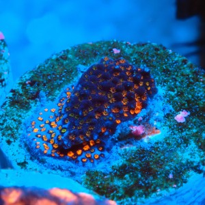 MONTIPORA DANAE RAINBOW ORANGE FRAG #1807003