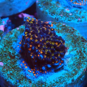 MONTIPORA DANAE RAINBOW ORANGE FRAG #1807004