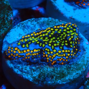MONTIPORA DANAE RAINBOW GREEN FRAG #1807005