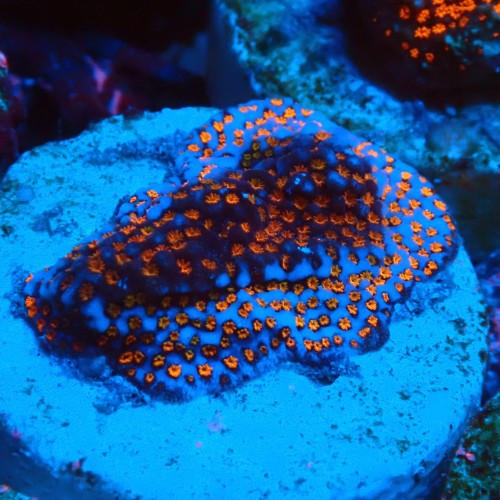 MONTIPORA DANAE SUPERMAN FRAG #1807006