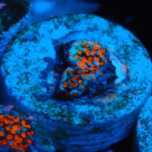 MONTIPORA DANAE SUPERMAN GREEN FRAG #1807007
