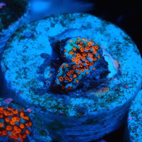MONTIPORA DANAE SUPERMAN GREEN FRAG #1807007