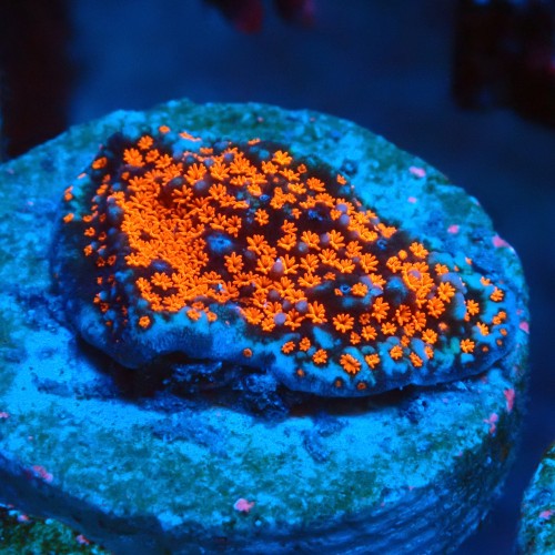 MONTIPORA DANAE SUPERMAN FRAG #1807009