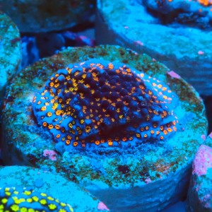 MONTIPORA DANAE RAINBOW ORANGE FRAG #1807010