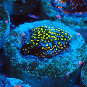 MONTIPORA DANAE RAINBOW FRAG #1807011