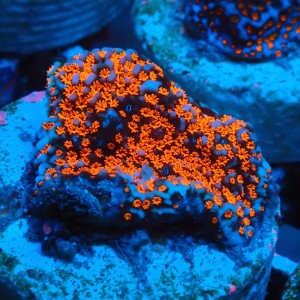 MONTIPORA DANAE SUPERMAN FRAG #1807013