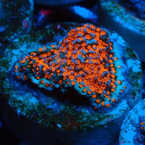 MONTIPORA DANAE SUPERMAN FRAG #1807014