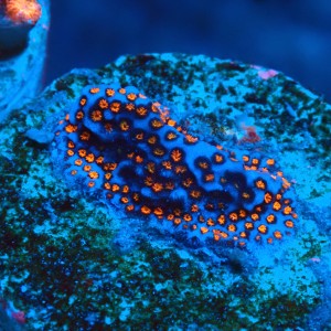 MONTIPORA DANAE SUPERMAN FRAG #1807016