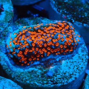 MONTIPORA DANAE SUPERMAN FRAG #1807017