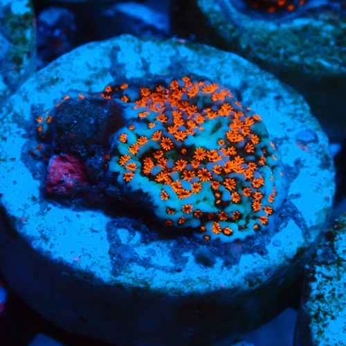MONTIPORA DANAE SUPERMAN FRAG #1807016