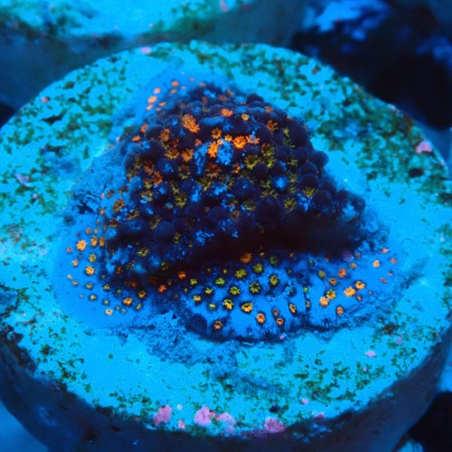 MONTIPORA DANAE RAINBOW ORANGE FRAG #1807019