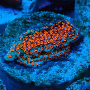 MONTIPORA DANAE SUPERMAN FRAG #1807020