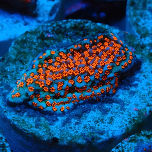 MONTIPORA DANAE SUPERMAN FRAG #1807020