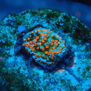 MONTIPORA DANAE SUPERMAN FRAG #1807021
