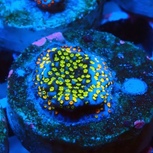 MONTIPORA DANAE RAINBOW GREEN FRAG #1807022
