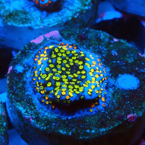 MONTIPORA DANAE RAINBOW GREEN FRAG #1807022