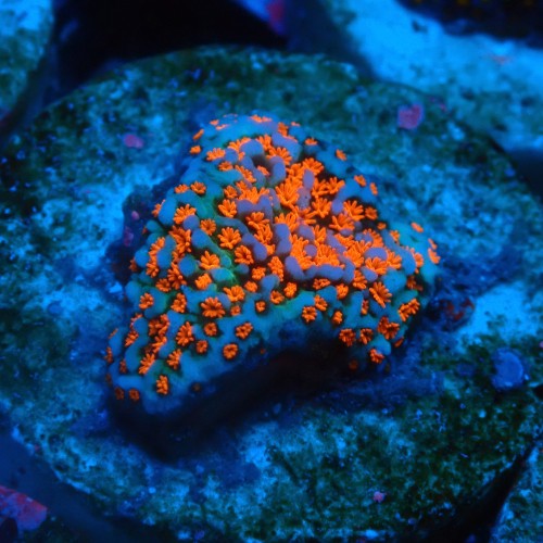 MONTIPORA DANAE SUPERMAN FRAG #1807023