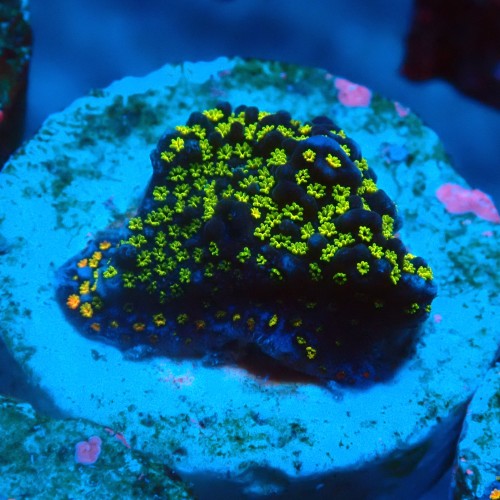 MONTIPORA DANAE RAINBOW GREEN FRAG #1807024