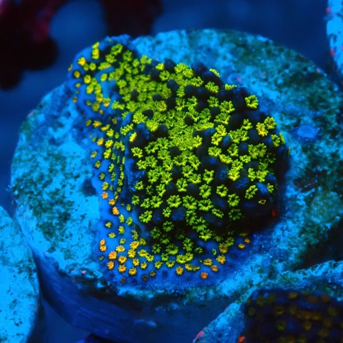 MONTIPORA DANAE RAINBOW GREEN FRAG #1807025