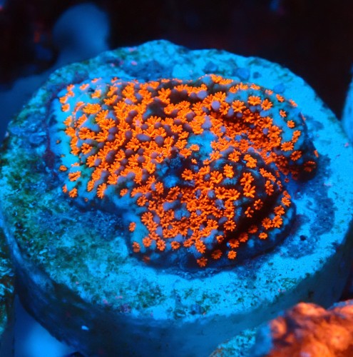 MONTIPORA DANAE SUPERMAN FRAG #1807026