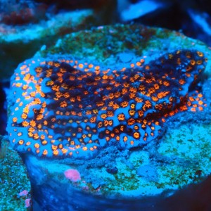MONTIPORA DANAE SUPERMAN FRAG #1807027