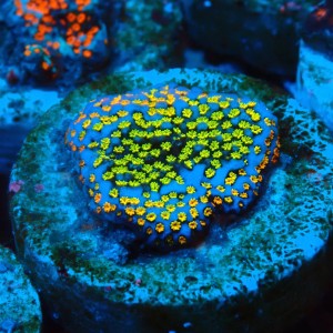 MONTIPORA DANAE RAINBOW GREEN FRAG #1807029