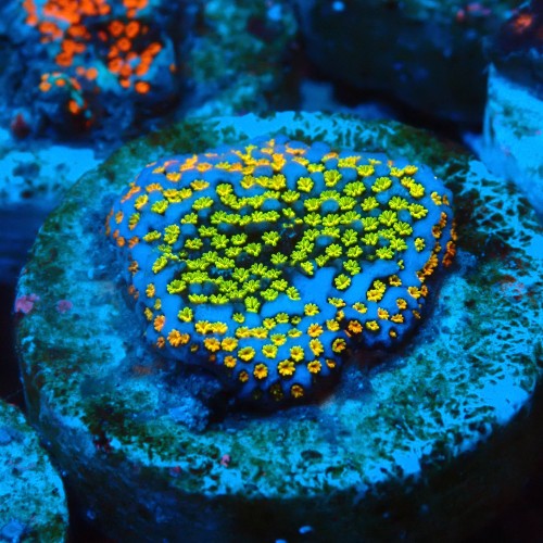 MONTIPORA DANAE RAINBOW GREEN FRAG #1807029
