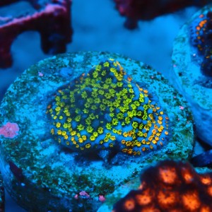 MONTIPORA DANAE RAINBOW GREEN FRAG #1807032