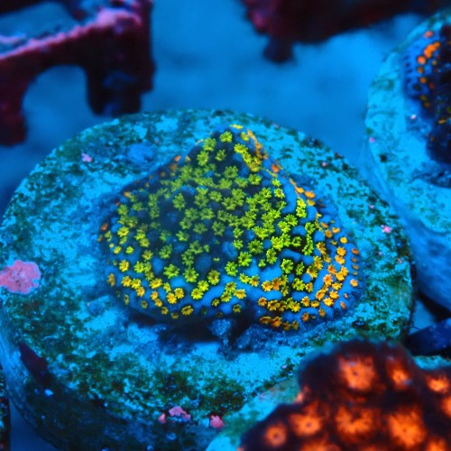 MONTIPORA DANAE RAINBOW GREEN FRAG #1807032