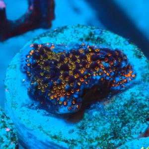 MONTIPORA DANAE RAINBOW ORANGE FRAG #1807033