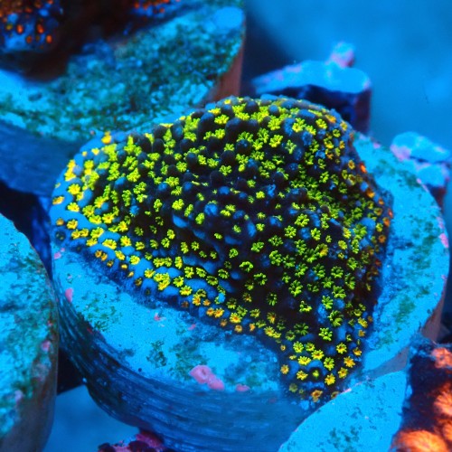 MONTIPORA DANAE RAINBOW GREEN FRAG #1807034