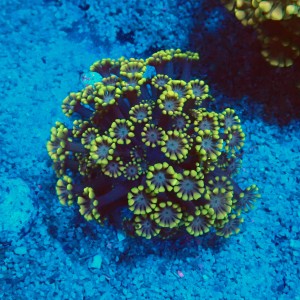ALVEOPORA BICOLOR GREEN M #1408026