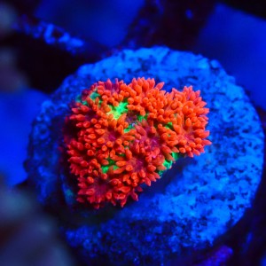 GONIOPORA MINOR GREEN & RED XS #1408008