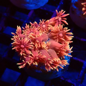 GONIOPORA RAINBOW PINK FRAG #1408009