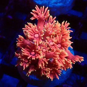 GONIOPORA RAINBOW PINK FRAG #1408010