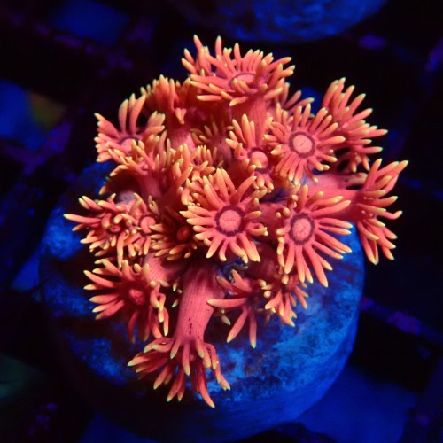 GONIOPORA RAINBOW PINK FRAG #1408012