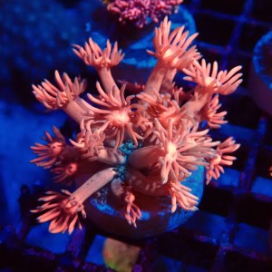 GONIOPORA PINK FRAG #1408013