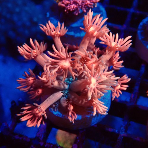 GONIOPORA PINK FRAG #1408013